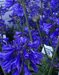 Surviving weeks without water, Agapanthus