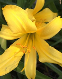 Day lilies are enjoying the heat! Day lilies are enjoying the heat!