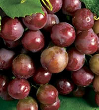 Catawba grapes produces a big crop