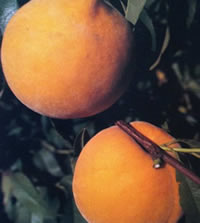 Peach Kakamas