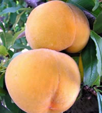 Peach Oom Sarel