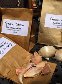 Garlic sets ready for planting at Eckards