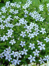 Indigenous Star creeper - Pratia