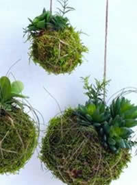 True kokedama inspiration