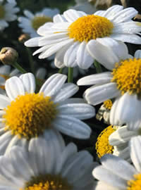 Daisy bushes are a long time favourite in RSA