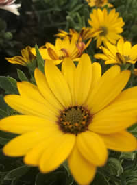 Cape Daisies for instant colour