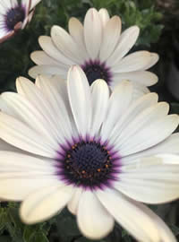White pink or purple we can’t decide