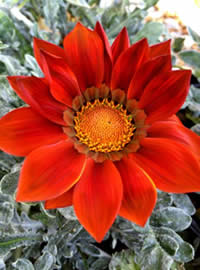 Grey leaves make a contrast against rust flowers