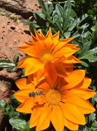 #WaterWise and #Bee friendly