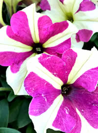 Plant up some water wise colour