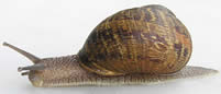 Snails! Catch them before they hibernate!