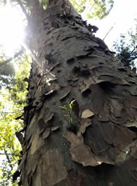 Outeniqua Yellowwood tree