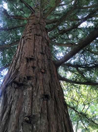 Californian Redwood
