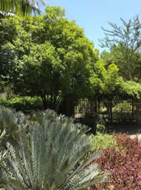 Portwine Magnolia and Cycads