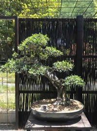 Feature Bonsai in the Heritage collection