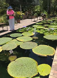 Giant Water lily Pads