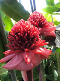 Torch ginger in the greenhouse
