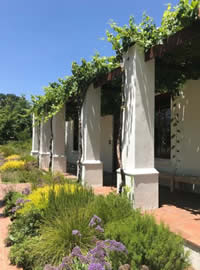 Mixed planting at Lourensford
