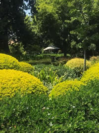 Durranta balls at Neethlingshof