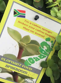 Grow to reduce your Carbon Footprint