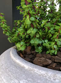 Grow them in containers or in the garden
