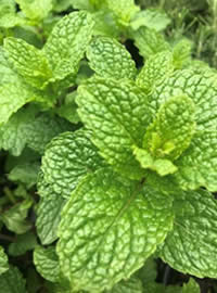 Mint for a classic Mojito