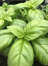 Basil in a Margarita = yum!