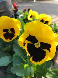 Our most popular pansy - Yellow Face Our most popular pansy - Yellow Face