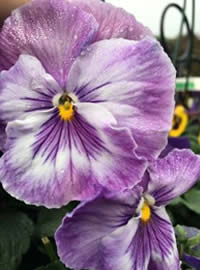 Pansies grow the best in full day sun Pansies grow the best in full day sun