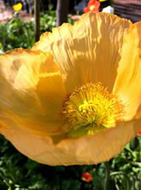 Poppies tower above the rest Poppies tower above the rest