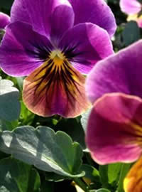 Who can resist Pansies? Who can resist Pansies?