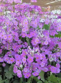 Fairy Primulas are great for full shade Fairy Primulas are great for full shade