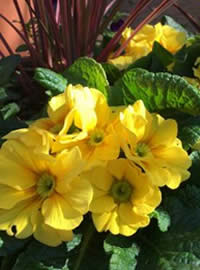 English Primroses are perfect for containers English Primroses are perfect for containers