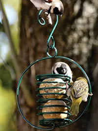 Eckards has a wide selection of suet feeders