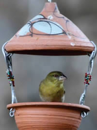 Smaller feeders keep the pigeons at bay