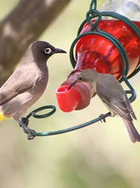 Once found the nectar feeders become very popular