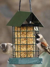 Seed towers or bells are perfect for finches