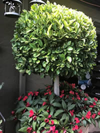 We love lollipops in containers! We love lollipops in containers!