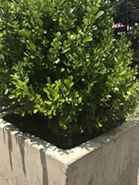 Be water wise and water thoroughly less frequently Be water wise and water thoroughly less frequently