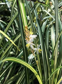 The indigenous Anthericum