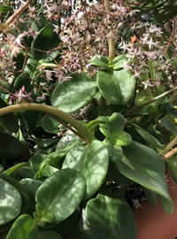 Shade loving Fairy Crassula