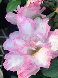 Grow Azaleas as part of the border