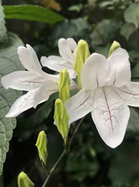 Indigenous Mackaya Bella is spectacular