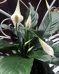 Peace Lilies grow in low light