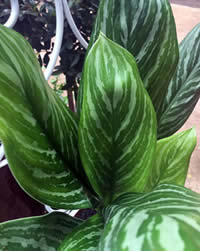 The Spear Plant has shades of silver and green mixed