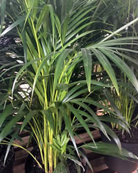 Bamboo Palms need high light