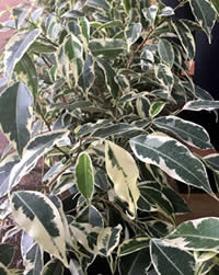 Ficus will grow on a patio too!