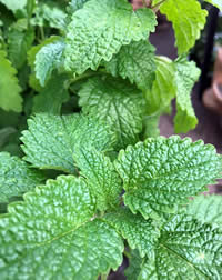 Lemon Balm has a pretty leaf