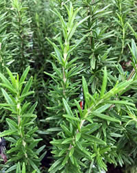 Throw some rosemary into the fire