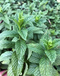 Peppermint will repel them too